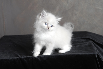 cutie , cats, kitten, cute, wjite HD wallpaper