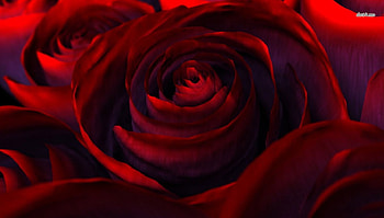 PERFECT-RED-ROSES, roses, pretty, flower, red, nature, spring HD wallpaper
