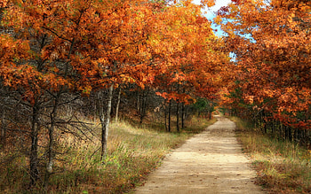 Landscape, Trees, Roads, Autumn HD wallpaper