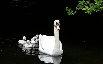 Following Mom.., white, leaves, follow, mom, cute, swan, water, cygnets HD wallpaper