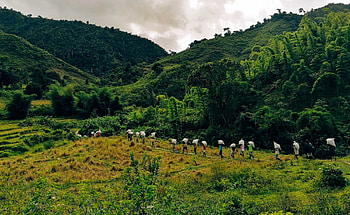 Green Vanilla Campaign, Sustainable Agriculture, Vanilla Farming, Environmental Awareness HD wallpaper