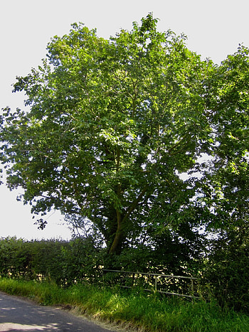 Wych elm tree, UK, Identification, Nature HD phone wallpaper