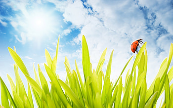 Insects, Background, Ladybugs HD wallpaper