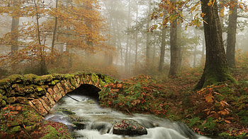 Bridge in Forest, bridge, fog, forest, stream HD wallpaper