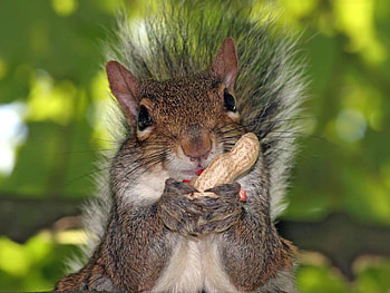 Squirrel, cats, nature, animals HD wallpaper