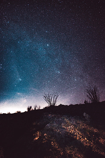 Trees, Universe, Stars, Night, Dark, Starry Sky HD phone wallpaper