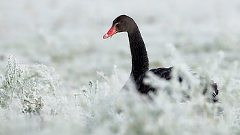 Black Swan, , Background , Bird HD wallpaper