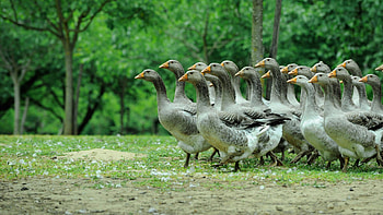 Breathtaking backgrounds, Feathered beauty HD wallpaper