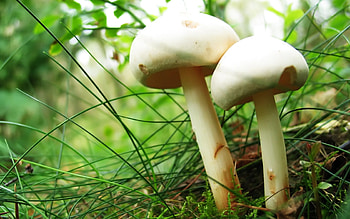 Mushrooms, natural HD wallpaper