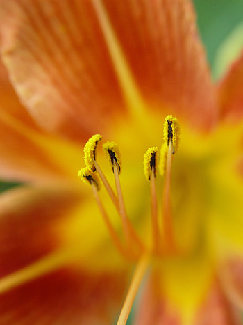 Flower, Macro, Petals, Pollen HD phone wallpaper
