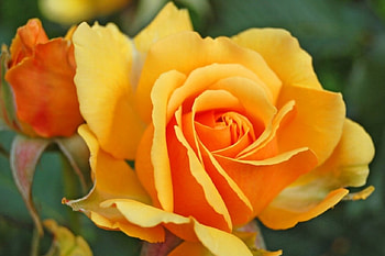 Yellow Rose, leaves, bud, petals, flower, garden, blossom HD wallpaper