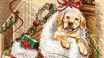 Holidays, New Year, Dog, Muzzle, Presents, Gifts HD wallpaper