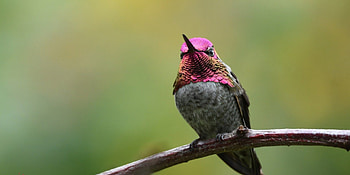 Hummingbird, Mesmerizing wingspan, Close-up view, Display of nature HD wallpaper