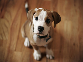 Sweet puppy, sweet, animal, dog, puppy, baby HD wallpaper
