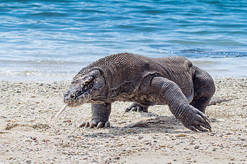 Komodo Island, Cancelling tourist ban, CNN travel, Indonesia HD wallpaper