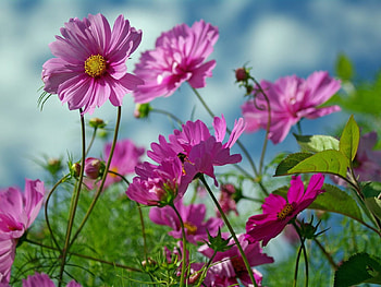 Flowers, Close-Up, Greens, Kosmeya, Cosmos, Sharpness HD wallpaper