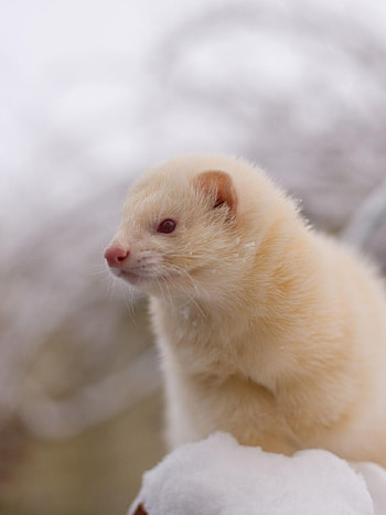 Albino, Ferrets HD phone wallpaper