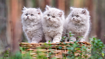 Persian Cat, kitten, animal, cat, persian HD wallpaper