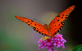 Flower, Macro, Petals, Butterfly, Wings HD wallpaper
