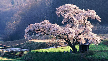 Landscape, Trees HD wallpaper