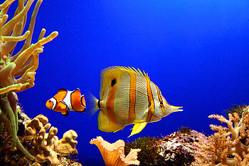 A look into the sea, white, coral, black, clear blue water, yellow, tropical fish, orange, ocean HD wallpaper