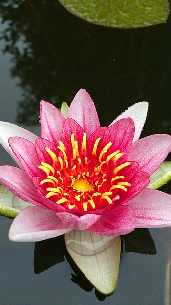 Nature, , water lily, week HD phone wallpaper