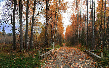 Road, Nature, Trees, Autumn, Path HD wallpaper