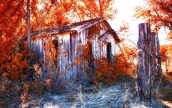 abandoned cabin in an autumn forest r, abandoned, colors, autumn, r, forest, cabin HD wallpaper