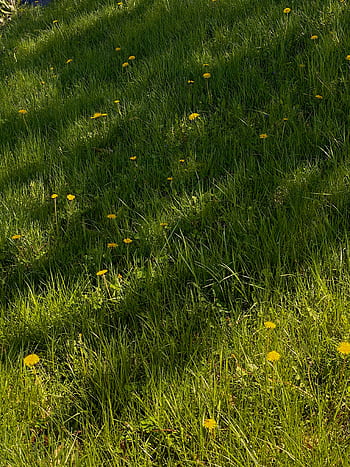 A sunny green meadow scattered with yellow dandelions, showing natural beauty and harmony. HD phone wallpaper