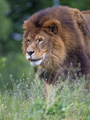 Animals, Lion, Predator, Big Cat, Protruding Tongue, Tongue Stuck Out, Mane HD phone wallpaper