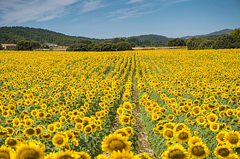 Field of Sunflowers, spain, nature, sunflowers, field HD wallpaper