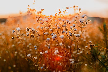 Field of wildflowers glowing in the golden hour sunlight, capturing natural beauty and serenity. HD wallpaper