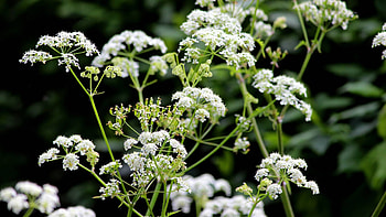 Chervil, Spice usage, Plant kotnyi HD wallpaper