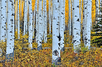 Aspen Tree, collection, Tree , Rustic charm HD wallpaper