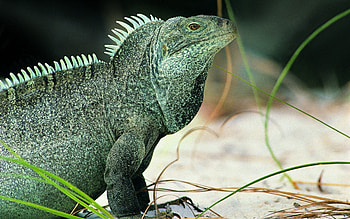 Animals, Grass, Reptile, Varan, Monitor Lizard, Swamp Color, Swamp Colour HD wallpaper