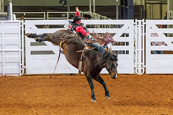 Fort Worth Stock Show, Rodeo HD wallpaper
