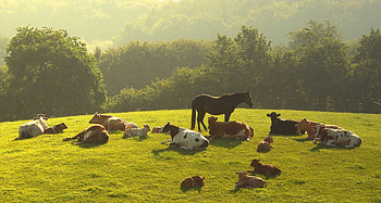 Farm animal s, Accessible and convenient, Easy and quick, Expand your collection HD wallpaper