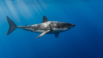 Shark , Zoey Sellers post, Marine life beauty, Aquatic wonder HD wallpaper