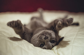 Animals, Cat, Lies, Cool, Playful HD wallpaper