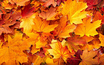Autumn Â· autumn backgrounds HD wallpaper