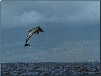 Atlantic-Spotted-Dolphin-10, blue, oceanlife, sea animal, dolphin HD wallpaper