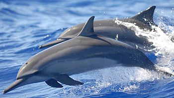 Spinner, Dolphins HD wallpaper
