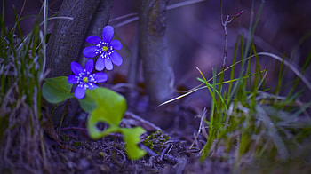 Anemones, anemone, purple, flower, green, forest HD wallpaper