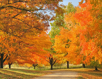 Autumn Road, trees, autumn, colors, sky HD wallpaper