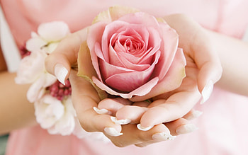 Plants, Flowers, Roses HD wallpaper