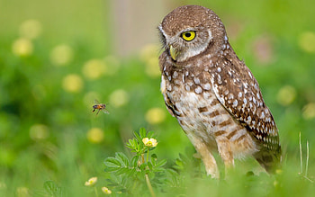 Burrowing Owl, animal, bird, owl HD wallpaper
