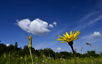 Plants, Flowers HD wallpaper