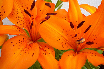 adi, nature, flowers HD wallpaper