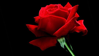 Red Rose, rose, red, beauty, flower HD wallpaper