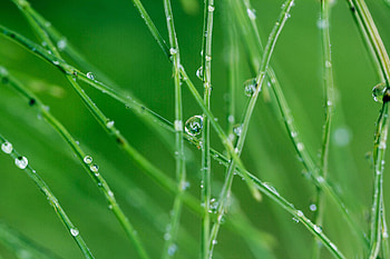 Grass, Drops, Macro HD wallpaper